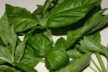 basil-herb-small.jpg basil-herb-small.jpg