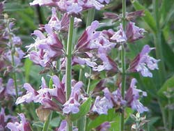 common-sage-small.jpg
