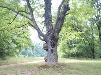 maple01.jpg