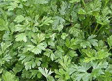 parsley.jpg