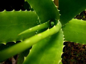 aloe.jpg