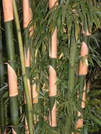 bamboo-stems.jpg