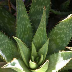 juvenile-aloe-vera.jpg