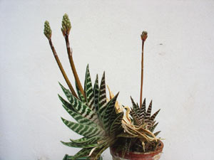tiger-aloe-with-flowers.jpg
