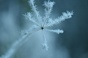 frost-covered-plant.jpg