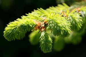 Christmas-fir-tree-branch