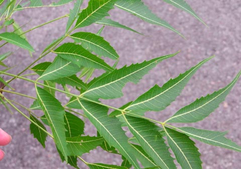 neem-leaves Neem leaves