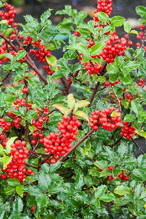 holly leaves and fruits