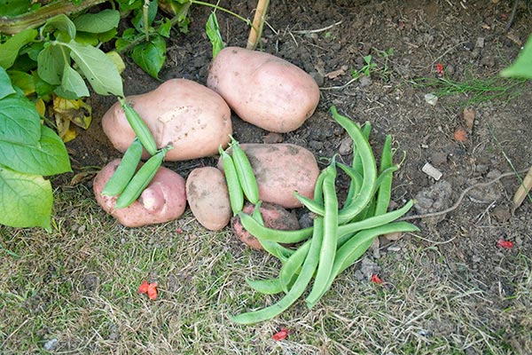 potatoes legumes