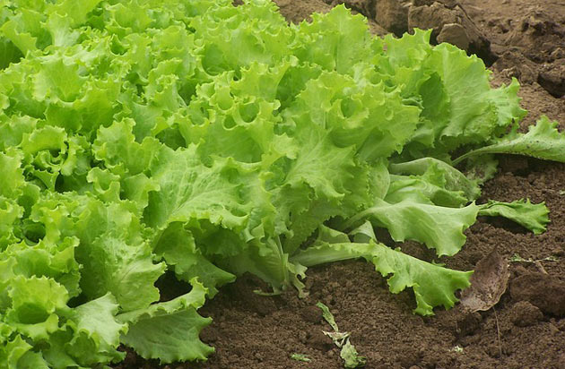 home vegetable lettuce soil