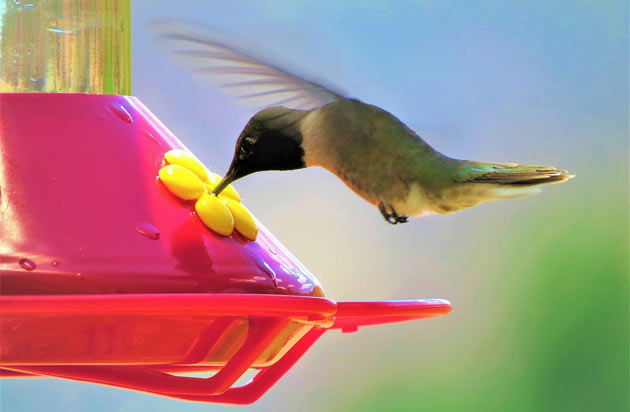 humming bird at bird feeder