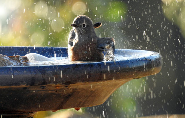 bird bathing at birdbath