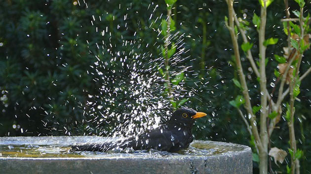 bird splashing water at birdbath