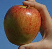 braeburn-apple.jpg
