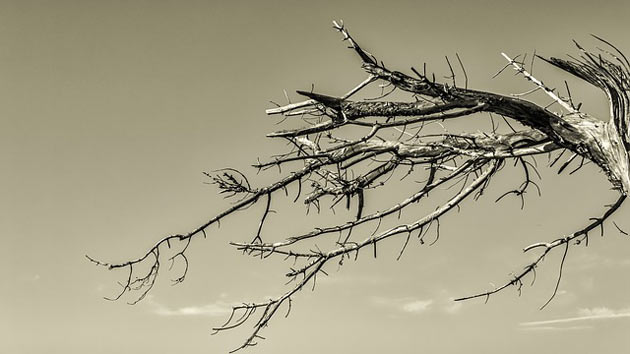 dead tree