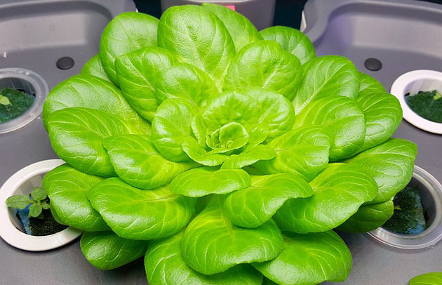 hydroponic vegetable