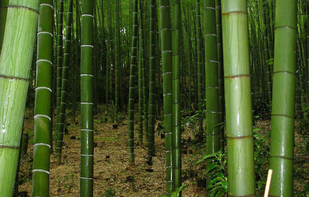 bamboo grove