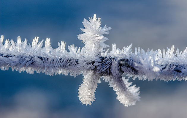 frost covered twig