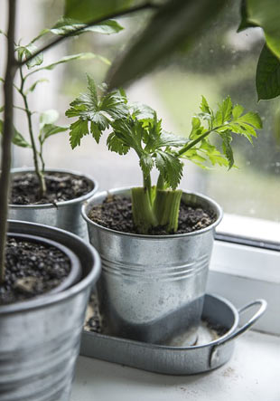indoor celery herb
