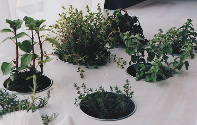 indoor herbs