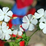 Artificial plants anyone?