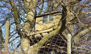 Tips to consider before you build a treehouse