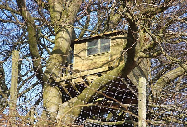 Tips to consider before you build a treehouse