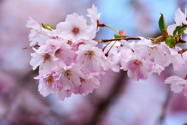 cherry blossoms sakura
