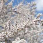 Trees with beautiful blooms