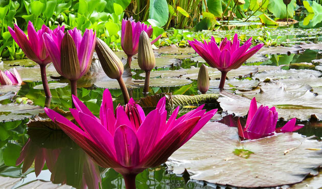 water garden lilies