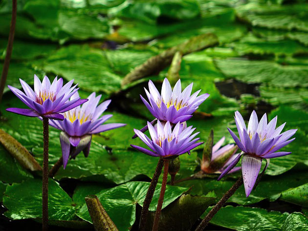 purple water lilies