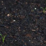 Basic Fertilizer Nutrients – NPK