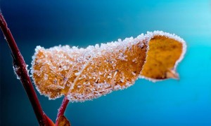 Winter protection for shrubs and plants