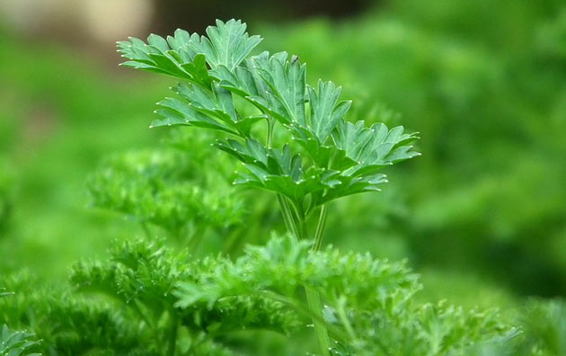 parsley herb