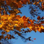 Fall gardening basics