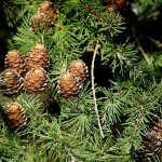 Keeping your live Christmas tree fresh for longer