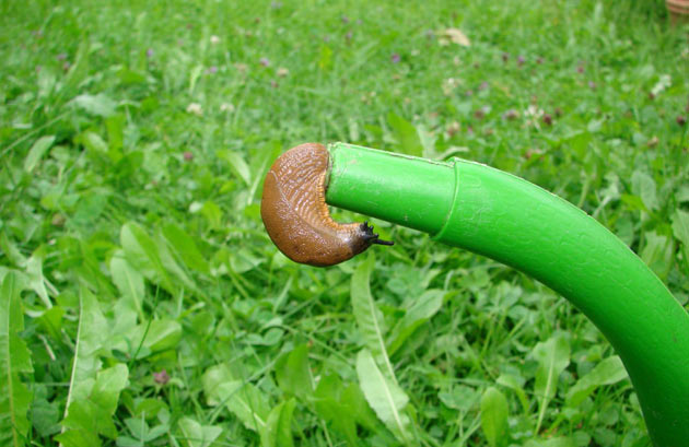 garden slug in rubber hose