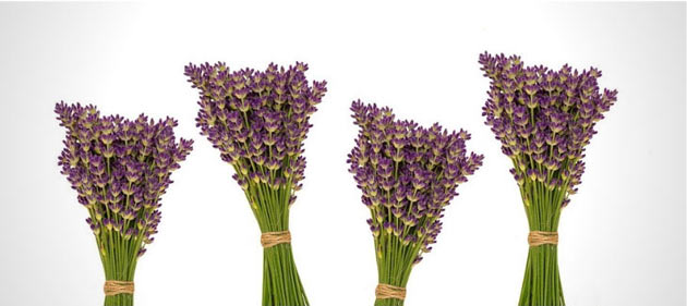 lavender stalks