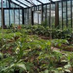 Greenhouse Watering Systems