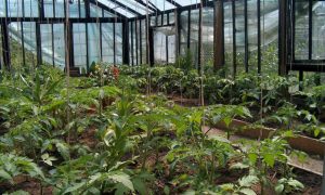 Greenhouse Watering Systems