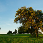 Considerations when buying a fruit tree