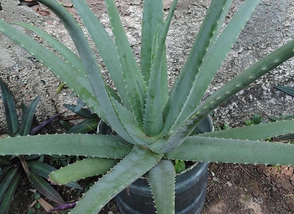 A primer on aloes