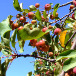 Tending to apple trees