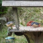 Wooing the birds with window bird feeders