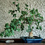 Growing Indoor Bonsai