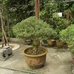 Basic Styles in Bonsai