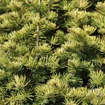 Living Christmas trees vs artificial Christmas trees