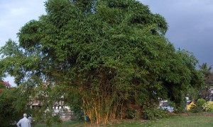 Clump bamboo in gardening