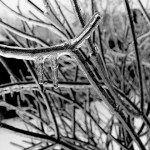 Simple frost protection measures