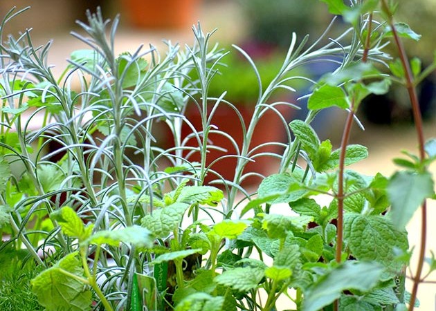 Herb gardening for beginners